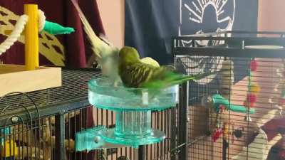 Got a new bolt-on bath and the pasta birbs (spaghetti &amp;amp; meatball) love it :&rsquo;)