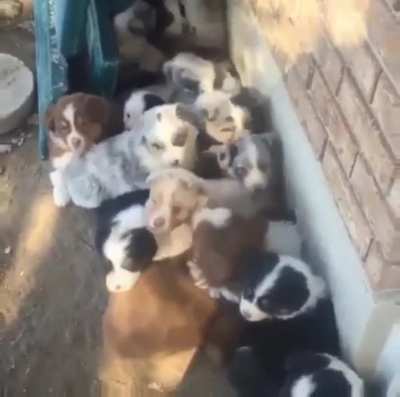 &ldquo;Oh!!! Hey!!! The hooman is here!!&rdquo;