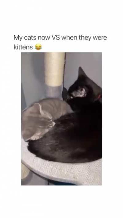 Sleeping cats