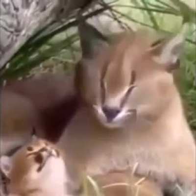 Aaaa