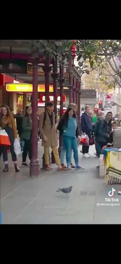 One Legged Pigeon Steals The Show