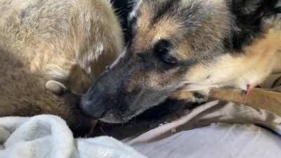 Since Migi was a hit yesterday, I thought I&rsquo;d post a vid of him playing with his BF, Heidi.