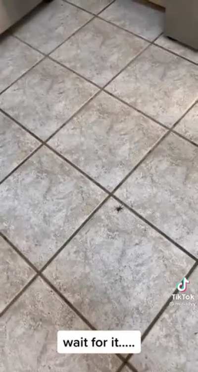 Baby v Spider