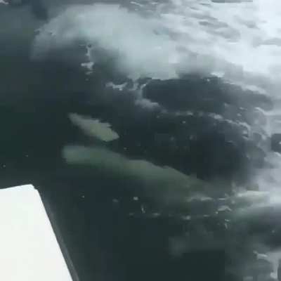 You're gonna need a faster boat
