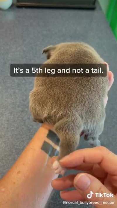Sweet puppy with 5 legs