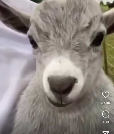 Cute lil baby goat