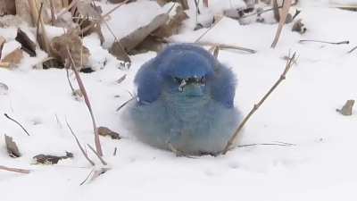 boRBS