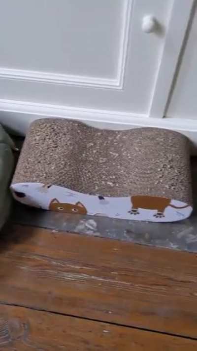 Got my cats some very luxurious beds/baskets!