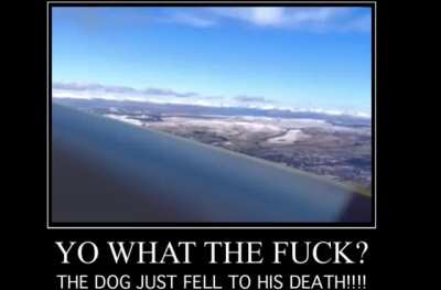 Dog of wisdom 2 moment