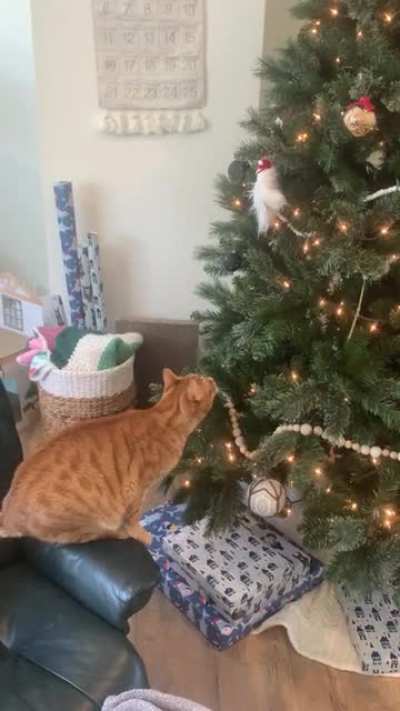 Benjamin discovered our yeti ornament while hanging out in the tree yesterday. It&rsquo;s his new favorite toy.