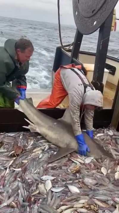 Shark has to have a little snack on his way out.