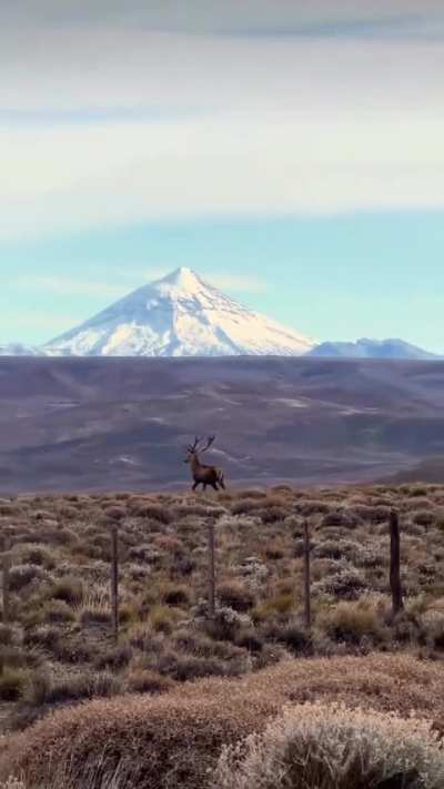 Dos ciervos con el Lan&iacute;n nevado de fondo