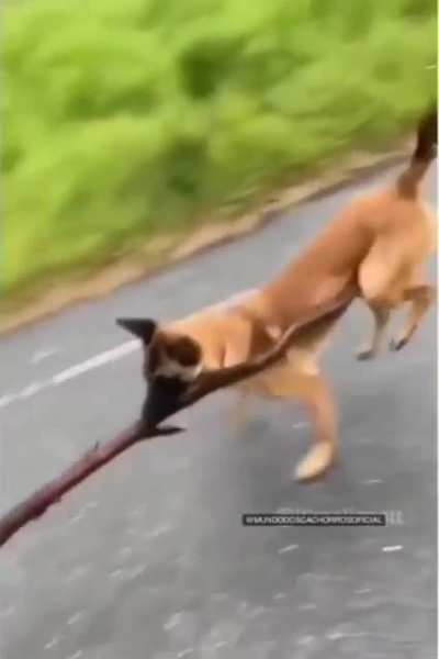 next-level fetch