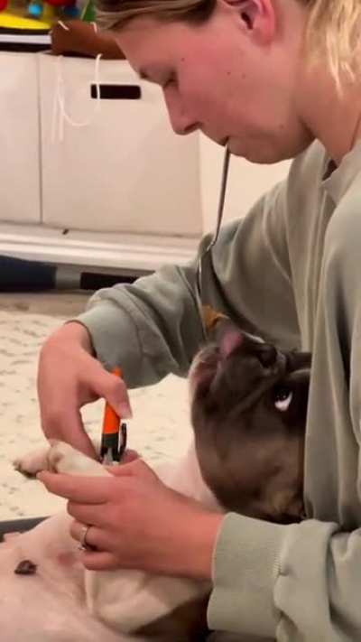 How to trim a dog's nails
