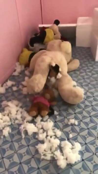 Cat stuck in a giant teddy bear causing me personal trauma