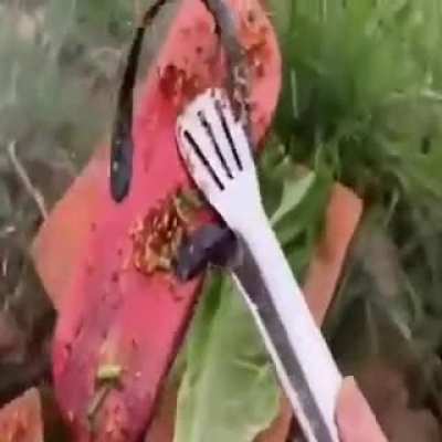 delicious
