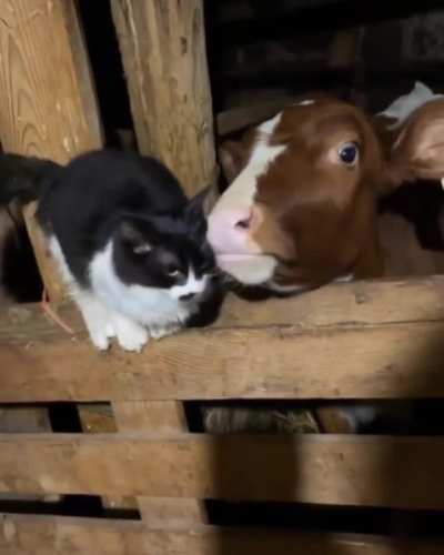 Best of friends