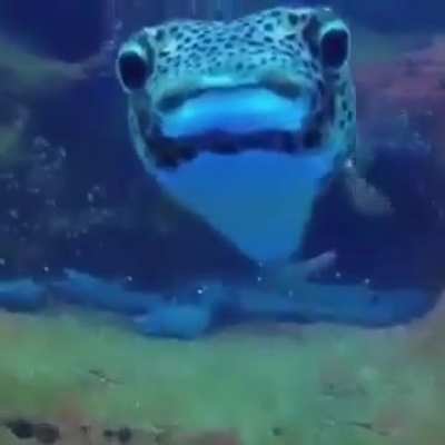 🔥 Guy filming resting Sharks &amp;amp; then...