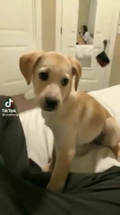 Dont annoy the dog.