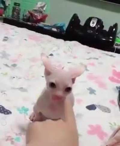 Bingus floppanın amınakoymak i&ccedil;in hazırlanıyor 😎