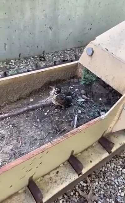 My brother and I found a bird