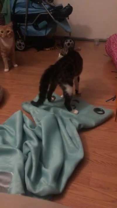 Pipsqueak REALLY wants to pounce on her new big brother. If only she wasn&rsquo;t also absolutely terrified of him.