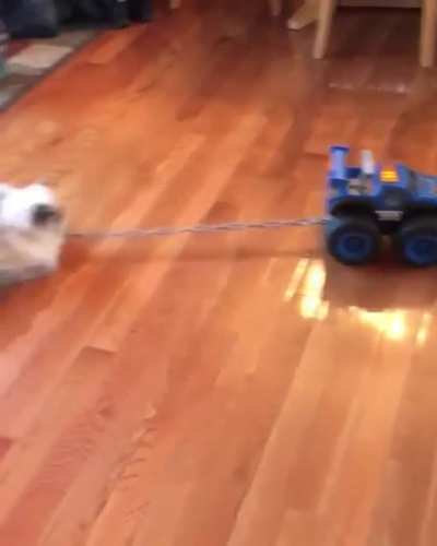 Haulin&rsquo; Chonk!