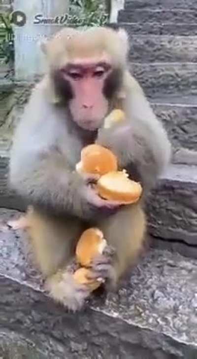 Monke Wunkbang