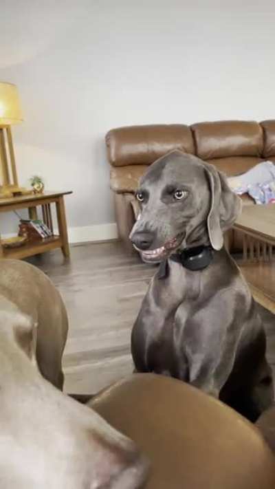Dogs shouldn&rsquo;t smile
