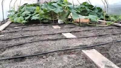 From seed to a 600-kg giant pumpkin!