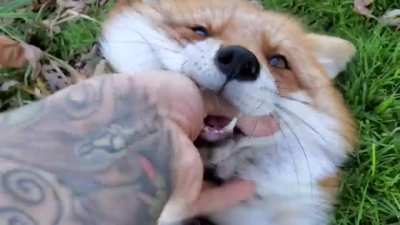 Red foxes are known to make a number of interaction calls. Submissive foxes will make ululating siren-like shrieks, aggressive encounters between foxes are met with ratchet-like sounds called gekkering, and tamed foxes will elicit laughter-like sounds whe