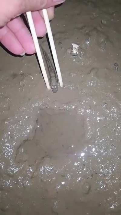 Have you ever seen how fast a mudskip can move?
