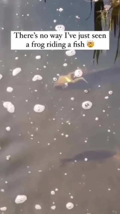 Pond Uber