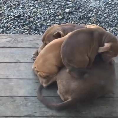 "Dog bed"