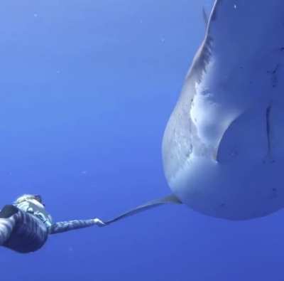 Ocean Ramsey and her team encountered this 20 ft Great White Shark near the island of Oahu, Hawaii. It is believed to be the biggest ever recorded