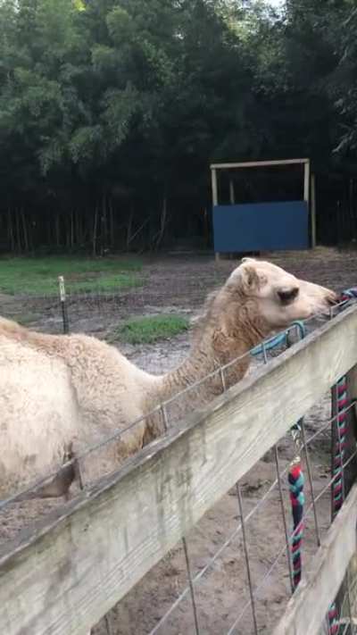 Baby camel wants his bottle