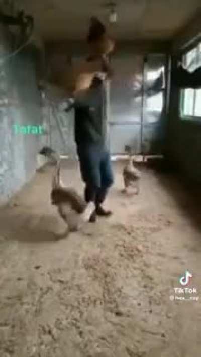 👍