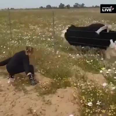 An imitating Ostrich...