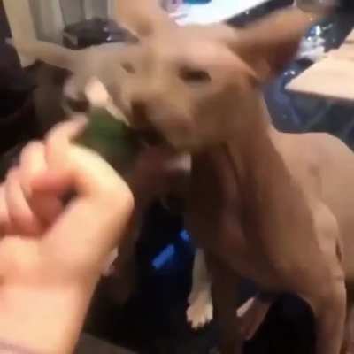 Кусь!