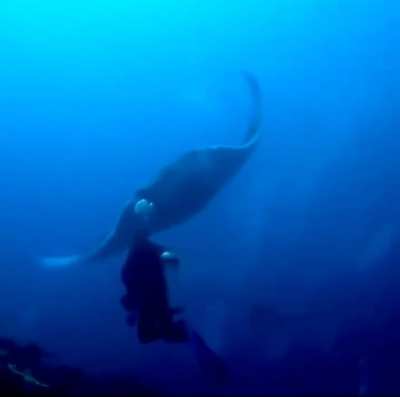Oceanic beauty