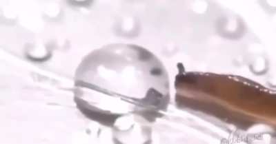 Slug meets water droplet