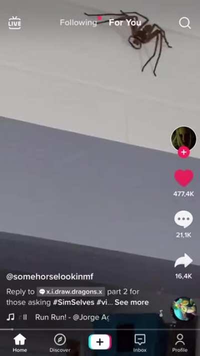 Totally not terrified (spider warning)