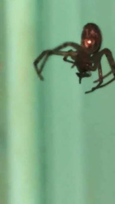 Spoder