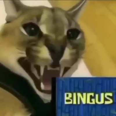 bingus