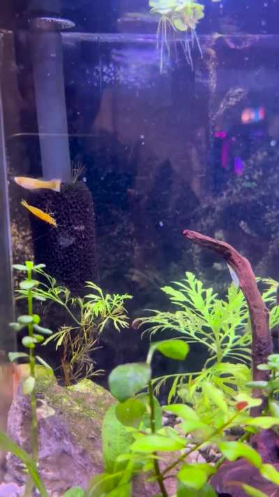 is this just my lil guy having fun swimming against the current?