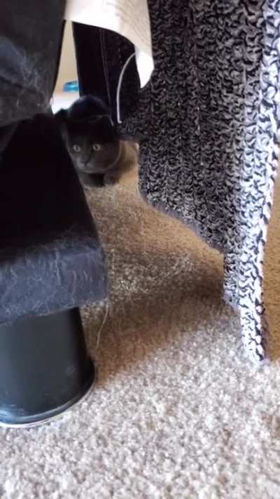 The toy didn't stand a chance
