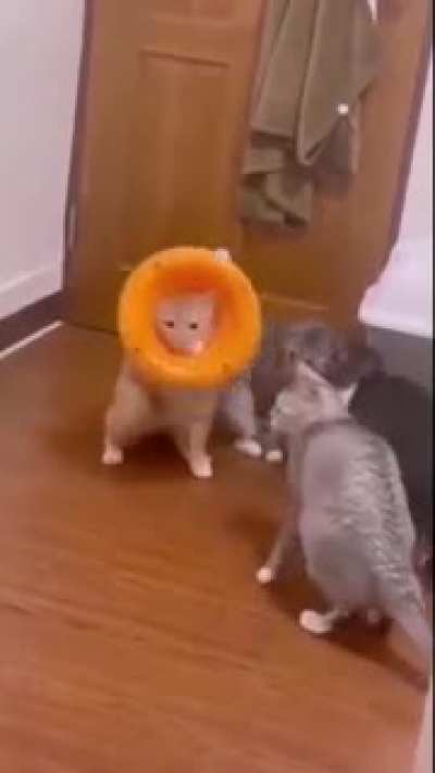 Can&rsquo;t stop laughing. Help