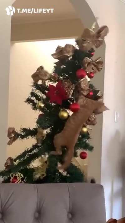 Класс<wbr>ика 👌