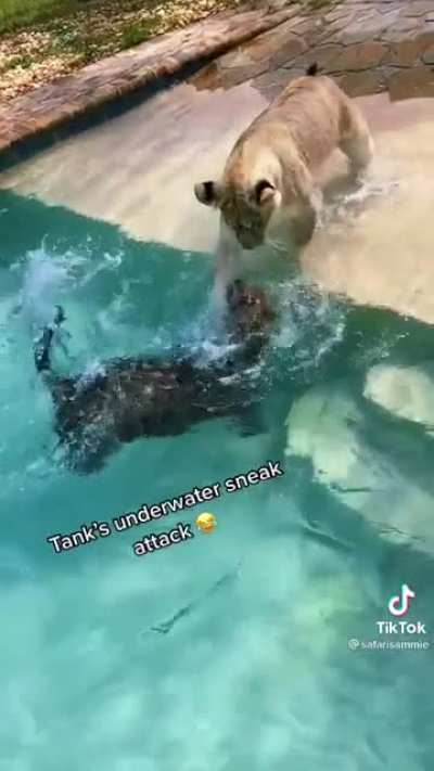 Jaguar and lion playfully fighting at the pool. The jaguar's aquatic abilities come to show off