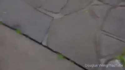 Hawk throws snake a family eating lunch in Australia